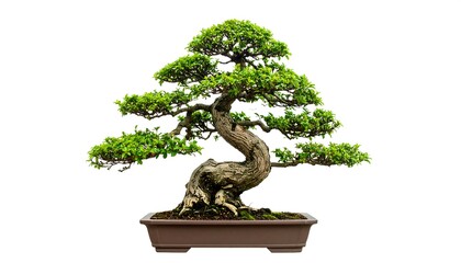 Artistic Bonsai with Gnarled Serpentine Trunk and Lush Green Foliage on White