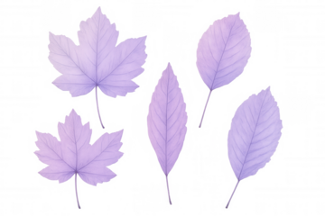 Purple leaf elements floating gracefully against white, capturing delicate autumn aesthetic with soft, translucent botanical elegance