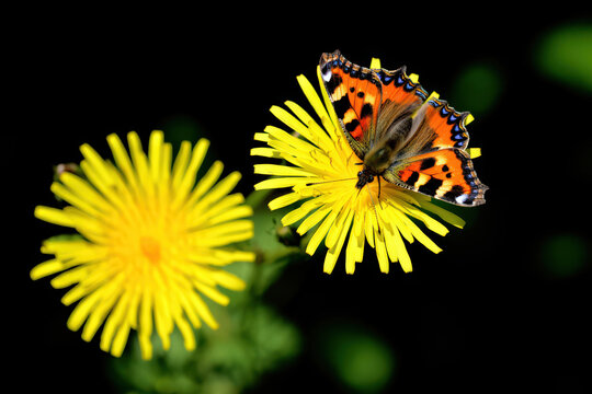 Fototapeta Vibrant Small Tortoiseshell Butterfly Perched on a Bright Yellow Dandelion Flower, Capturing the Delicate Beauty of Nature in a Close-Up Shot Against a Dark Background