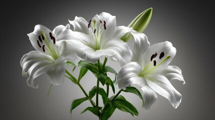 Fototapeta premium The image features white lilies with green leaves on a background that is light