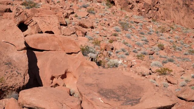 Bighorn Sheep beside a pre-Columbian petroglyph rock in Valley of Fire State Park in Nevada