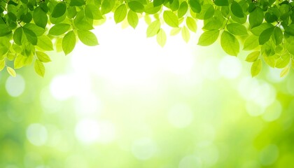 Fototapeta premium Fresh green leaves frame soft sunlight