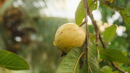 Fresh guava fruit still hanging on the tree