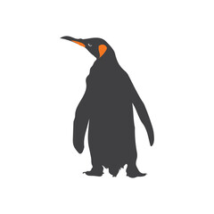 Cute Penguin Illustration Art Modern Animal Vector .