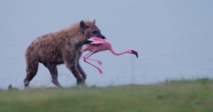 Wide gimbal tracking of Spotted hyena (Crocuta crocuta) carrying flamingo and eating head by waterbody in morning in Kenya