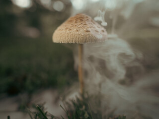 Smokey Mushroom