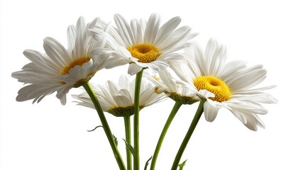 Obraz premium The stock file features a creative floral composition with a white margarita flower set against a transparent background, all Stock
