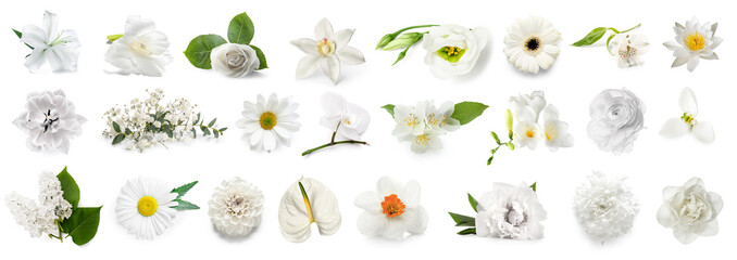 Group of fresh flowers on white background