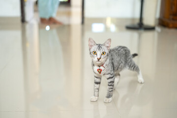 Gray tabby cat standing on a shiny indoor tile floor, wearing a red heart-shaped tag and bell...