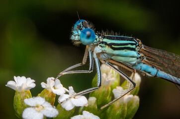 Close-up image of a White-legged Damselfly (Platycnemis pennipes) on white wildflowers.