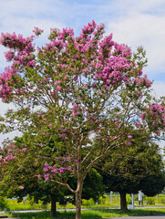 夏空に咲くサルスベリ