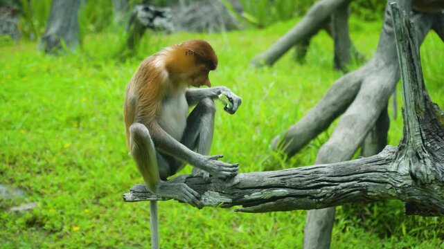 The female Proboscis Monkey sits on a dry tree and eats food. Labuk bay, Malaysia.