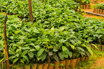 coffee tree nursery plantation in south india