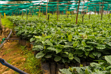 coffee tree nursery plantation in south india
