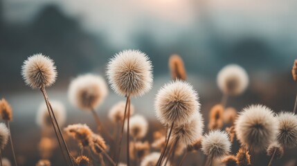Obraz premium Dried white dandelion flowers are situated in a natural landscape with a soft focus and a moody background