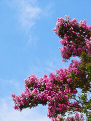 夏空に映える百日紅