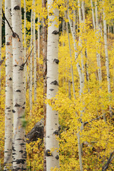 White trunks of aspen trees growing in autumn forest.