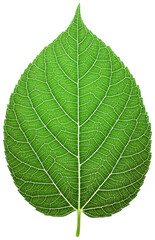 Obraz premium Close-up of a Vibrant Green Leaf on White Background, transparent background png