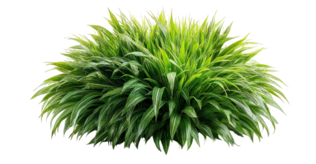 Lush green grass with vibrant blades, perfect for enhancing any garden or landscape.