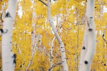 White trunks of aspen trees growing in autumn forest.