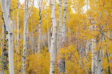 White trunks of aspen trees growing in autumn forest.