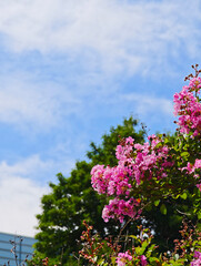 夏空に映える百日紅