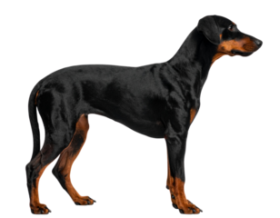 Manchester Terrier (Toy) Standing Alert, Side Profile, Isolated on Transparent Background.