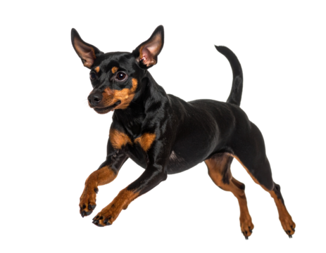 Miniature Pinscher Running with Ears Back, Low Angle Side View, Isolated on Transparent Background. - Powered by Adobe