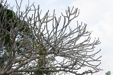 Naturalistic photograph of bare branches for minimalist wall art organic nature design