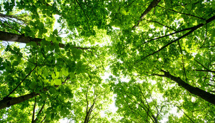 Green forest canopy overhead view