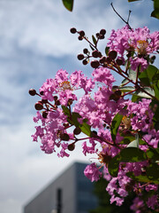 夏空に映える百日紅