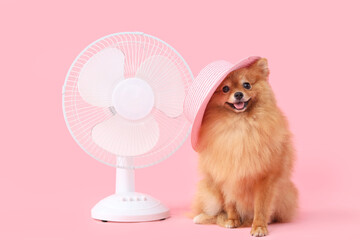 Cute Pomeranian spitz in summer hat with electric fan on pink background