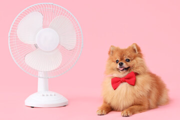 Cute Pomeranian spitz in bow tie with electric fan lying on pink background