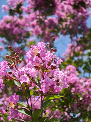 夏空に咲く百日紅