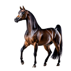 Obraz premium Elegant brown horse with flowing mane isolated on a transparent background black tail