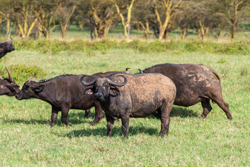 Telephoto of Cape Buffalo -Syncerus caffer- grazing in Lake Nakamuro national park, Kenya