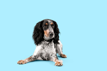 Cute cocker spaniel lying on blue background