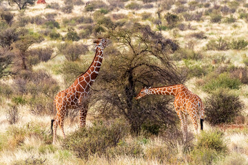 Naklejka premium Close-up of Reticulated Giraffe - Giraffa camelopardialis reticulata- grazing in the Samburu national reserve, Kenya
