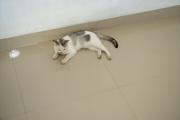 A white and gray domestic cat lying on a clean tiled floor indoors, relaxing in a calm environment...