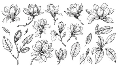 Elegant magnolia blossoms and foliage in a delicate line art illustration