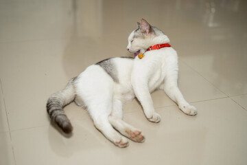 White and gray domestic cat with red collar grooming itself while lying on a clean tiled floor indoors, captured in a calm and natural moment.