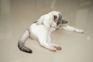 White and gray domestic cat lying on a glossy tiled floor, bending to groom its chest fur, showing...