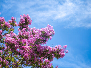 夏の空に咲く百日紅