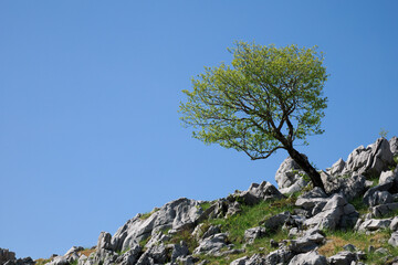 カルスト台地と木