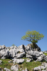 カルスト台地と木