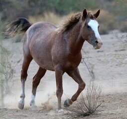 Obraz premium Wild Stallion in the Desert 