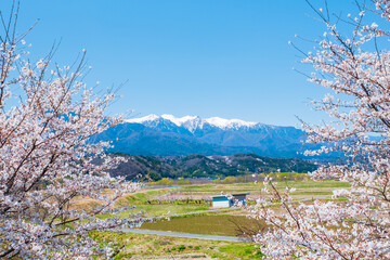 春の中央アルプスの眺め　中川村