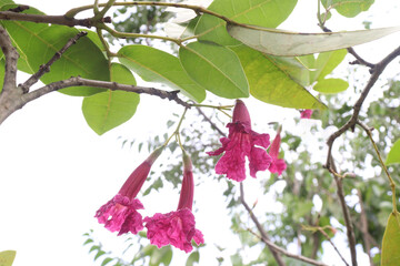Tabebuia rosea flower plant on pot