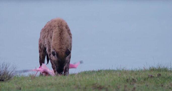 Wide of Spotted hyena (Crocuta crocuta) eating flamingo on green grass by waterbody in morning in Kenya