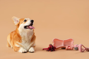 Cute Corgi dog with different pet accessories and bowl for food lying on brown background